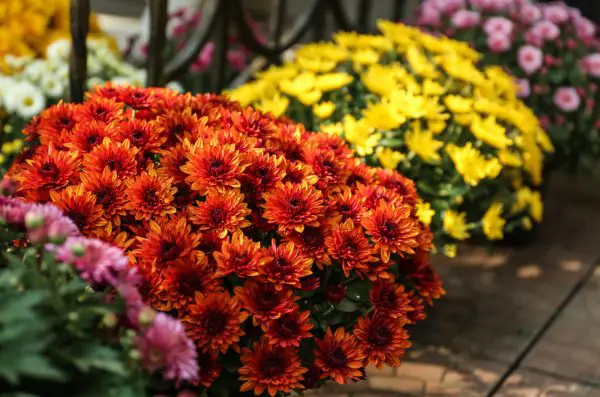 How to Care for Chrysanthemums in a Pot