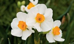 How to Care for Daffodils Indoors and Outdoors Successfully