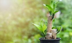 How to Care for a Corn Plant: Secrets to Keep It Thriving Indoors