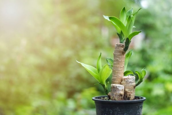 How to Care for a Corn Plant
