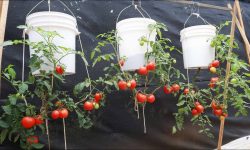 How to Grow Hanging Plant Tomatoes for Maximum Yield and Style