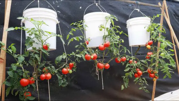 How to Grow Hanging Plant Tomatoes