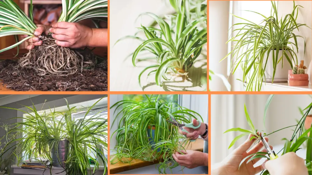 How to Grow Spider Plants