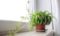How to Grow Spider Plants: Complete Guide to Thriving