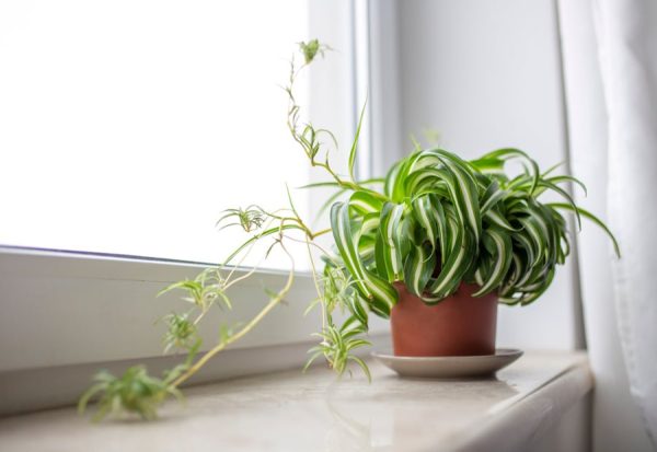 How to Grow Spider Plants