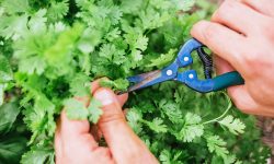 How to Harvest Cilantro at the Right Time for the Best Taste