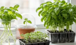 How to Propagate Basil in Water or Soil for Continuous Harvests