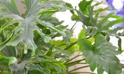How to Propagate Split Leaf Philodendron Successfully at Home