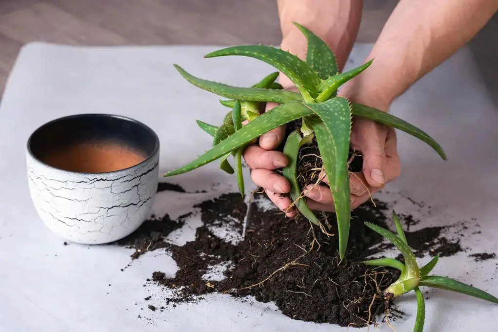How to Repot Aloe Vera