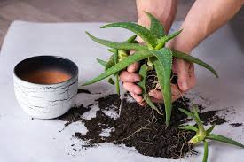 How to Repot Aloe Vera