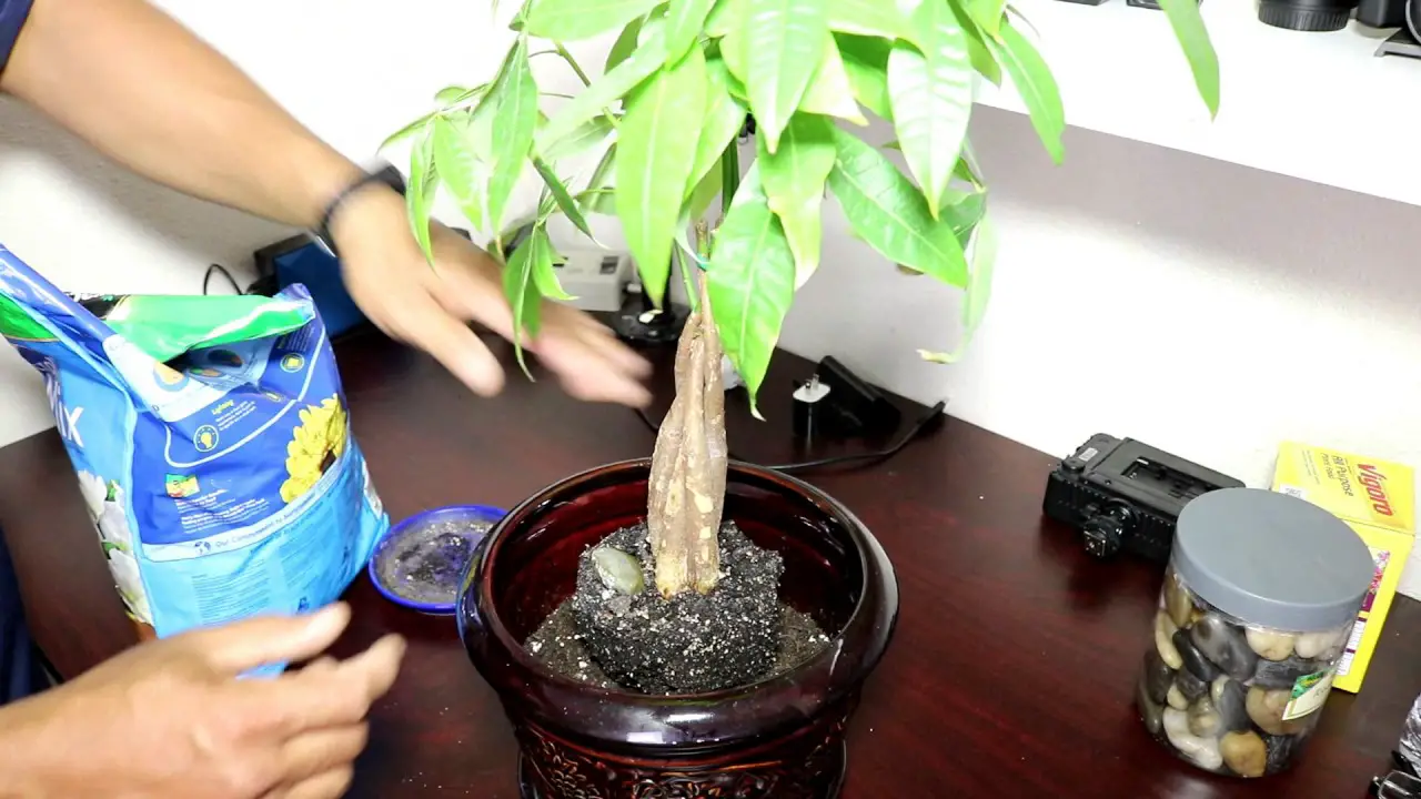 How to Repot a Money Tree