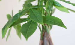 How to Repot a Money Tree: A Complete Step-by-Step Guide