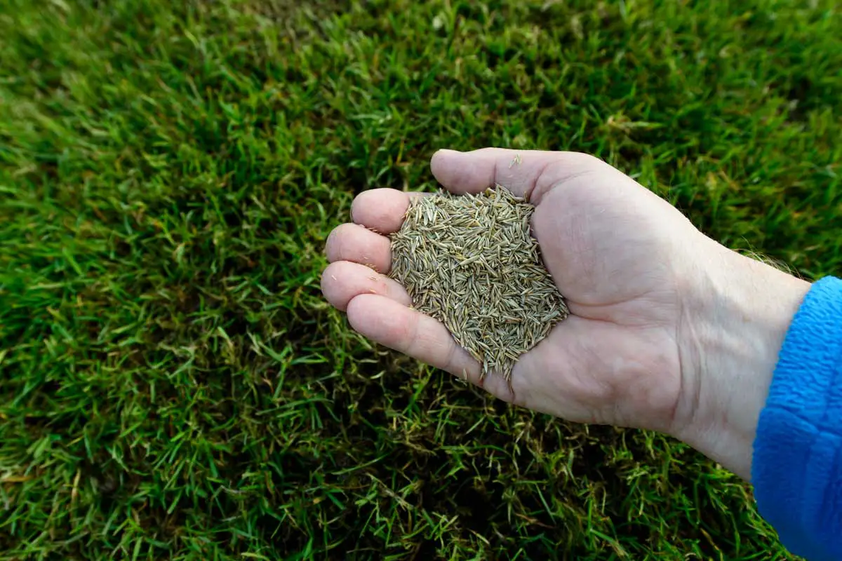 How to Store Grass Seeds