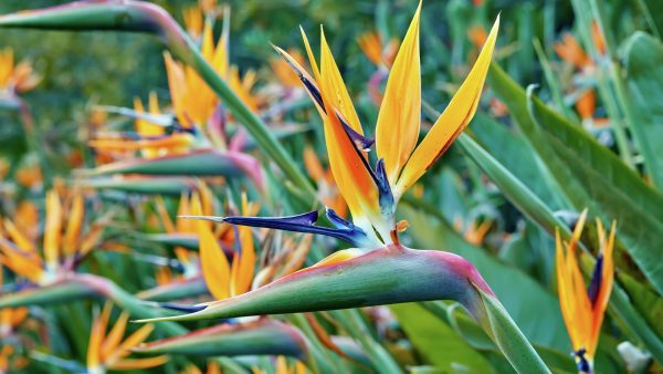 How to Trim Bird of Paradise