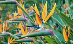 How to Trim Bird of Paradise: Complete Guide to Proper Pruning