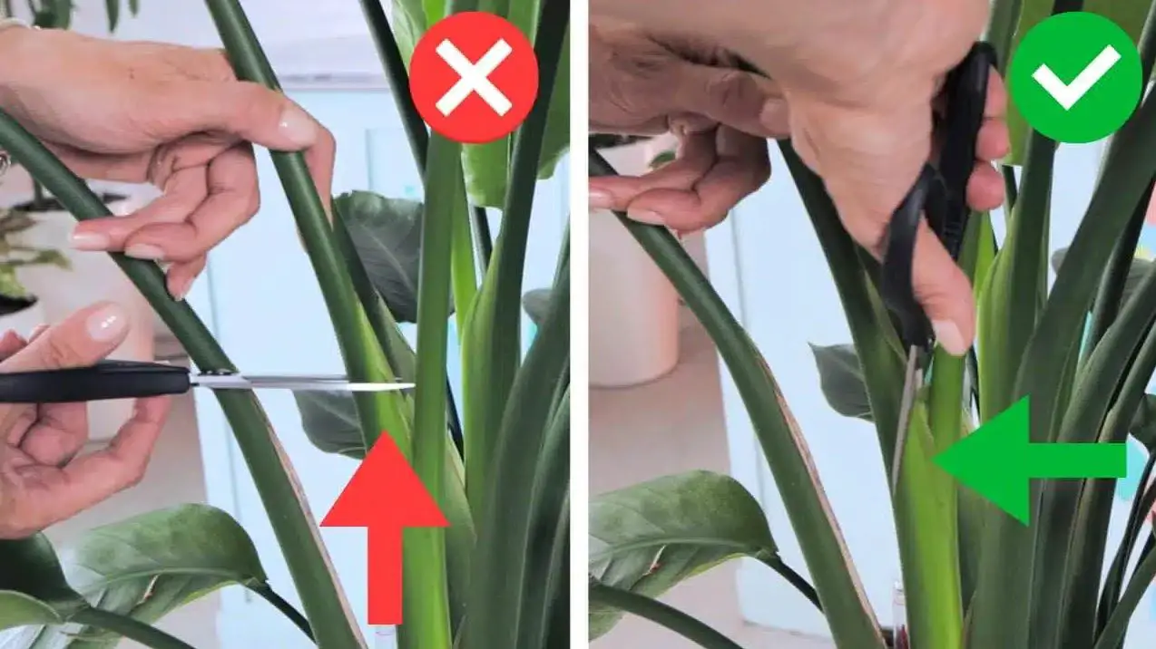 How to Trim Bird of Paradise