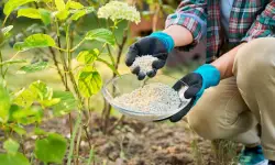 When and How to Use Hydrangea Fertilizer for Best Blooms