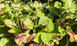 Hydrangea Leaves Turning Yellow? Simple Tips to Help