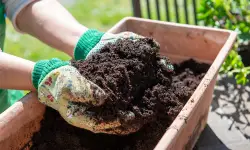 How to Choose the Best Potting Soil for Vegetables