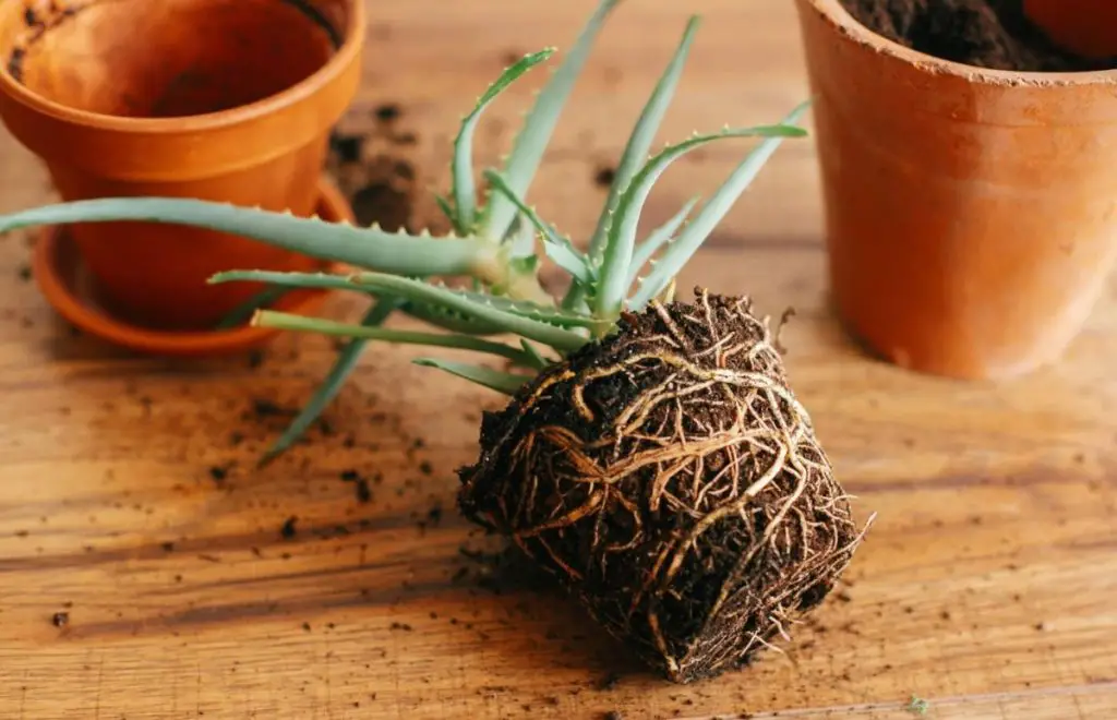 Remove the Aloe From Its Pot