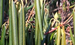 Rhododendron Leaves Curling: Causes and How to Fix
