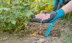 When and How to Apply Rose Fertilizer for Maximum Results