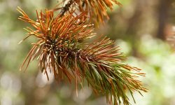 Sick Evergreens? Here’s How to Spot, Treat, and Prevent Common