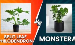 Split Leaf Philodendron vs Monstera Explained