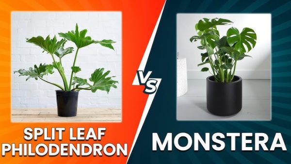 Split Leaf Philodendron vs Monstera