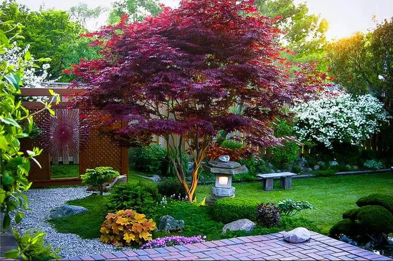 Understanding Maple Tree Growth Patterns