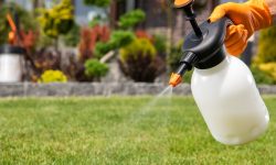Easy Vinegar Weed Killer Recipe for Lawns and Driveways
