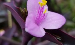 Wandering Jew Plant Care: Easy Tips for Lush and Vibrant Foliage