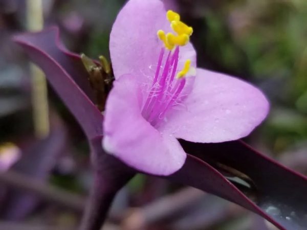Wandering Jew Plant Care