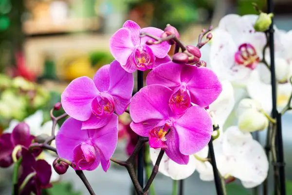 Watering Orchids the Right Way