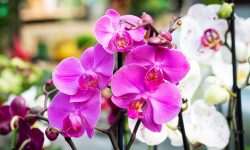 Watering Orchids the Right Way: How Often Should You Do It