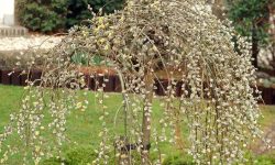 Weeping Pussy Willow Care Tips: A Complete Guide to Growing
