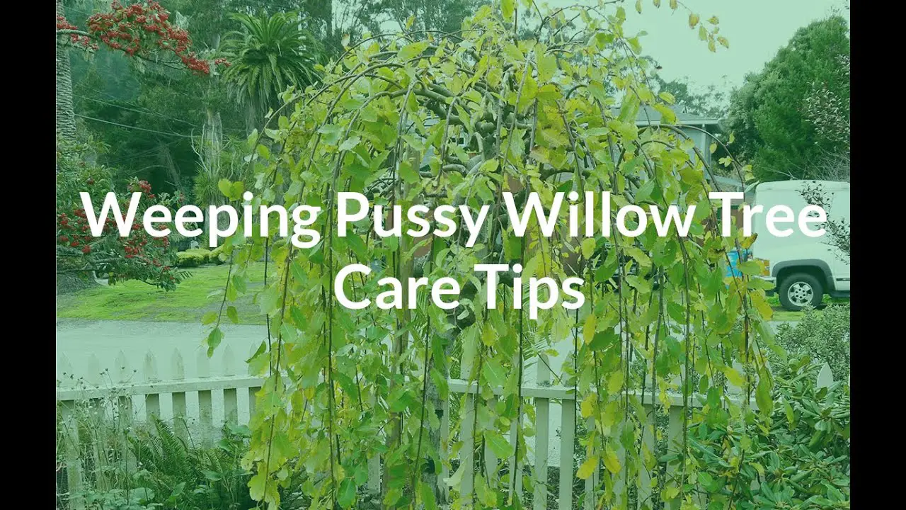 Weeping Pussy Willow Care Tips