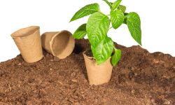 What Does Peat Moss Do To Soil and Why Gardeners Love It