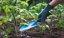 What Is 15-5-10 Fertilizer Used For and Why Plants Love It