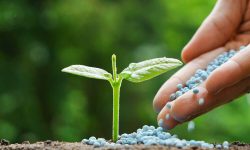 What Is 30-0-8 Fertilizer Used for and When to Apply It Right