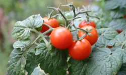 What Not to Plant With Tomatoes in Your Garden