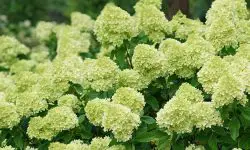 When Do Limelight Hydrangeas Bloom? Full Guide for Gardeners