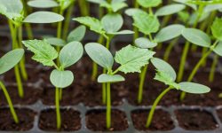 When To Start Cucumber Seeds Indoors to Maximize Yield