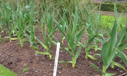 When to Harvest Elephant Garlic for Best Results