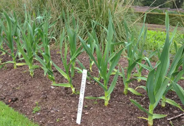 When to Harvest Elephant Garlic