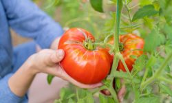 When to Pick Tomatoes for the Freshest and Sweetest Harvest