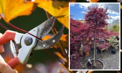 When to Prune Maple Trees: The Best Time and Techniques