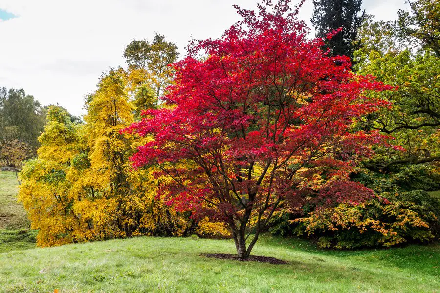 When to Prune Maple Trees