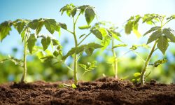 When to Transplant Tomato Seedlings for the Best Growth