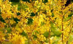 When to Trim Forsythia for Perfect Shape and Vibrant Color